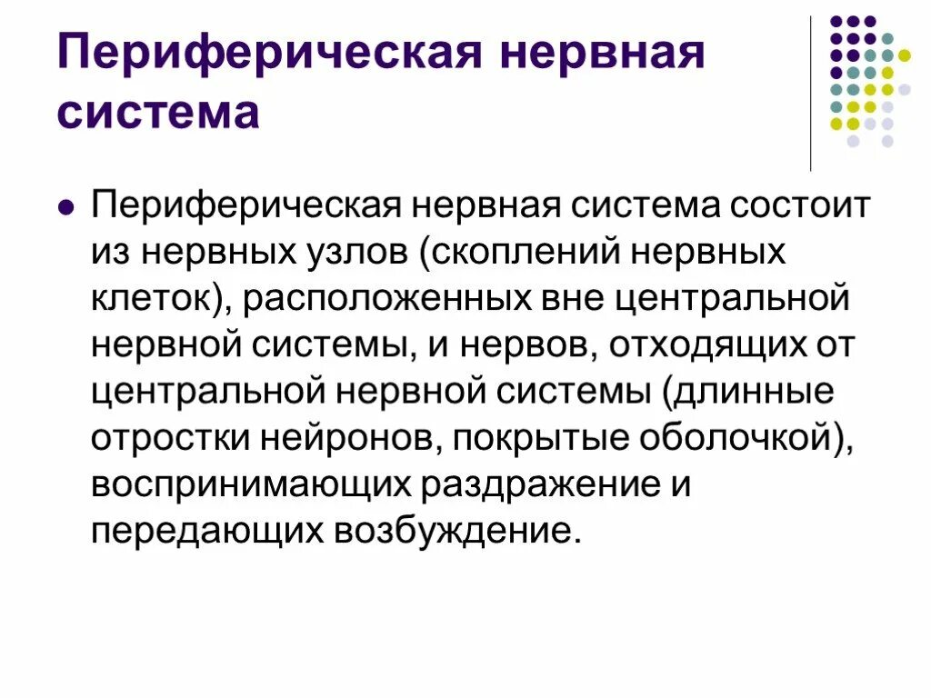 Периферический нерв функции. Периферическая нервная система функции кратко. Строение периферической НС. Периферическая нервная система строение и функции. Переферическаянервная система.