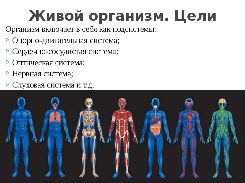 Человек живой организм. Система живых организмов. Человек как живой организм. Организм человека - Живая система.. Живые тела представляют собой