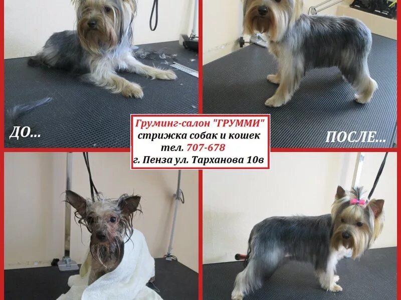 груминг пенза. стрижка собак объявление. груминг пенза. груминг пенза. скандинавский лев стрижка пуделя.