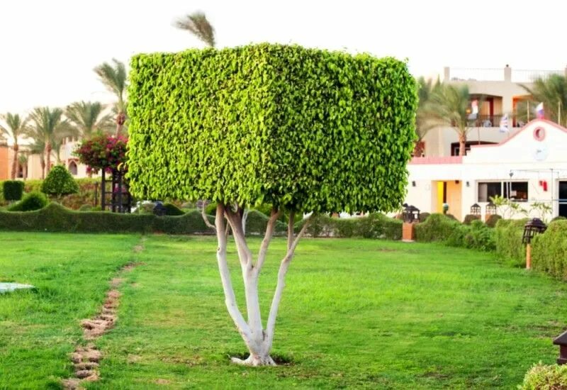 Square tree. Square tree