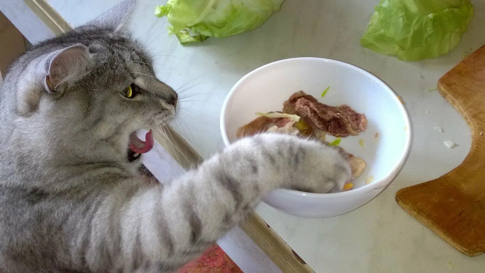 Кот голод
