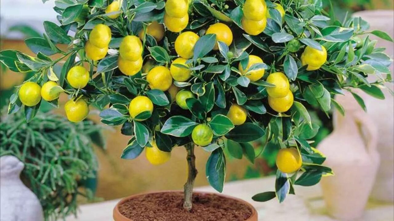 Цитрофортунелла бонсай. Lemon Tree (лимонное дерево). Павловский сорт лимона. Лимон Мейера куст