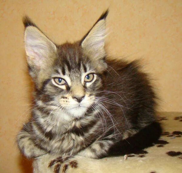 Манчкин и мейн кун смесь. Мейн кун 1 месяц. Кошечки мейн кун 1 год. 5 месяца. 5 месяца.