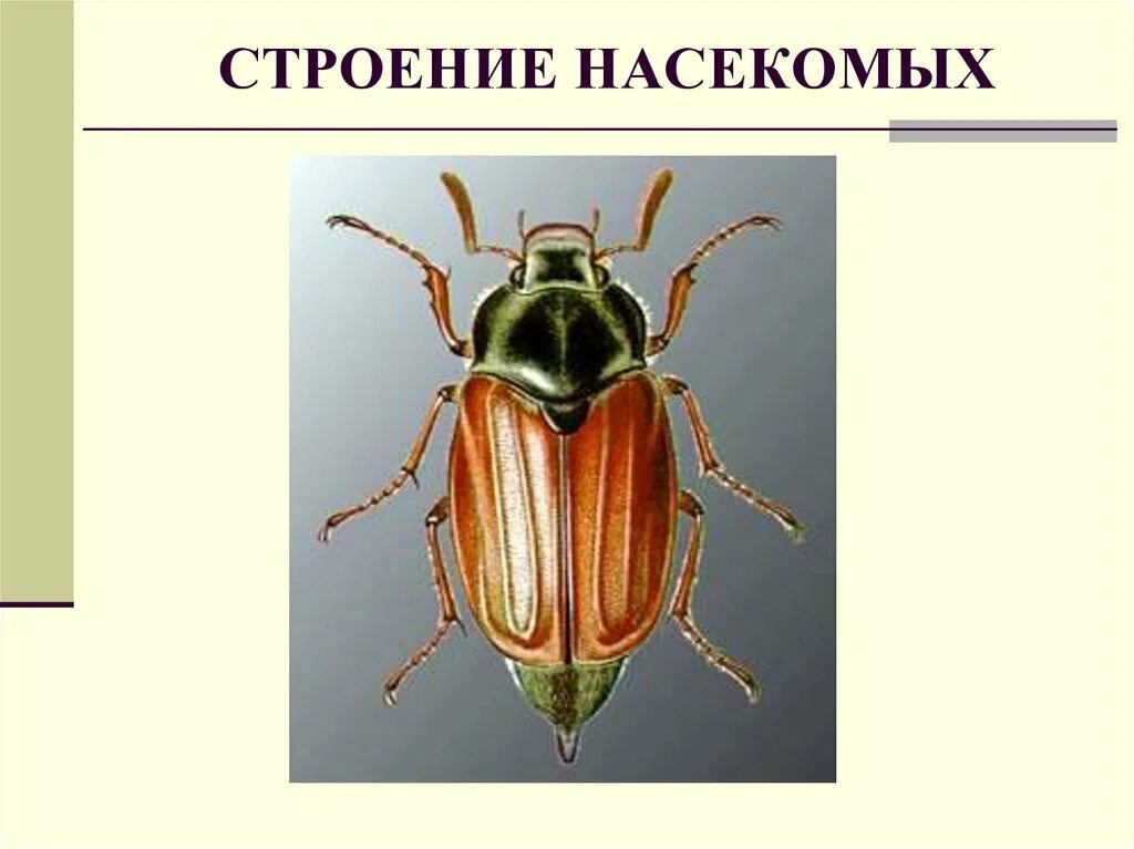 Строение жесткокрылых насекомых. Классификация животных 7 класс Майский Жук. Майский Жук отряд. Отряд жесткокрылые Майский Жук. Отряды насекомых жуки