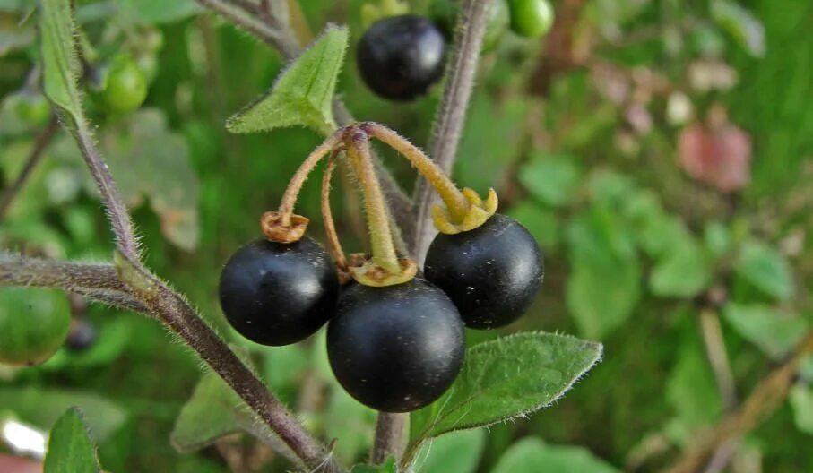 Пасленовые растения ягода. Паслен ягода. Паслён чёрный. Паслен черный (Solanum nigrum). Паслён чёрный (Solanum nigrum l.).