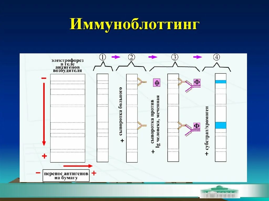 Иммуноблоттинг компоненты реакции. Иммуноблоттинг микробиология механизм. Иммуноблоттинг микробиология схема. Иммуноблоттинг ВИЧ микробиология.