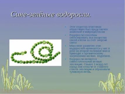 Дайте характеристику зеленым водорослям
