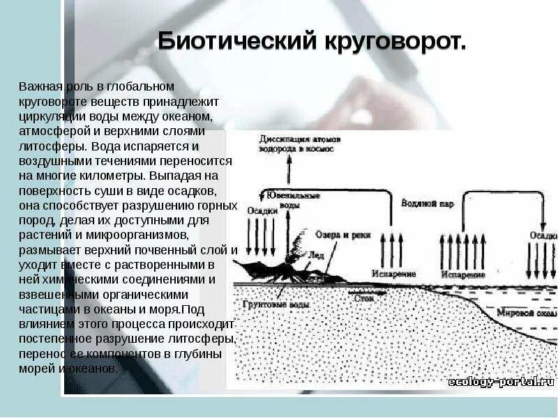 Вещество особенности круговорота. Малый биотический круговорот углерода. Биотический круговорот. Биотический круговорот схема. Биотический круговорот круговорот.