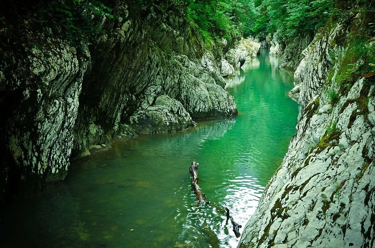 Тисо-самшитовая роща сочи хоста. Тисо-самшитовая роща и каньон чертовы ворота. Каньон чертовы ворота хоста. Каньон чертовы ворота сочи. Самшитовая роща и каньон чертовы ворота.