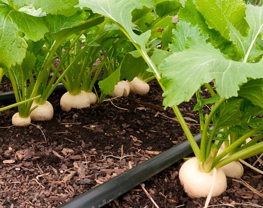 Как вырастить репу в открытом грунте. Репа (Brassica Rapa). Турнепс (Brassica Rapa). Редька, брюква, дайкон. Репка овощ.