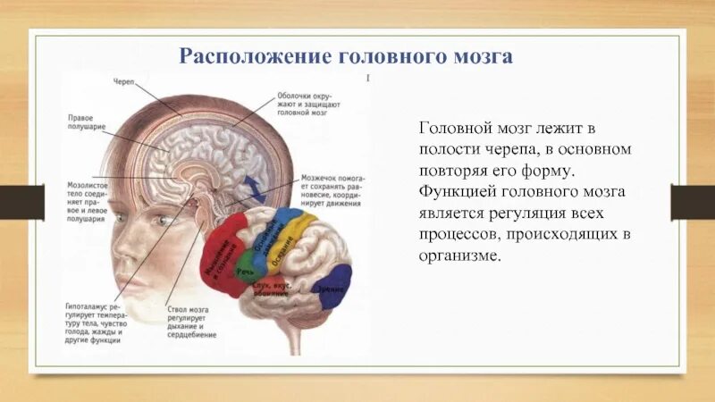 Расположение головного мозга. Расположение головного мозга в черепе. Головной мозг в полости черепа. Расположение мозга в черепе в разрезе. В полости черепа расположен