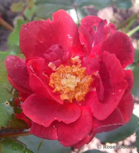 мишкины розы саженцы