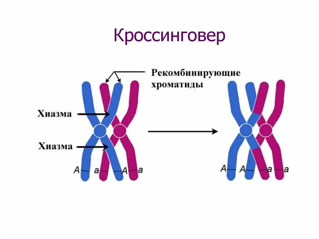 Кроссинговер хромосом в мейозе и митозе. Репликация конъюгация кроссинговер. Кроссинговер стадия мейоза. Схема кроссинговера. Процесс кроссинговера.