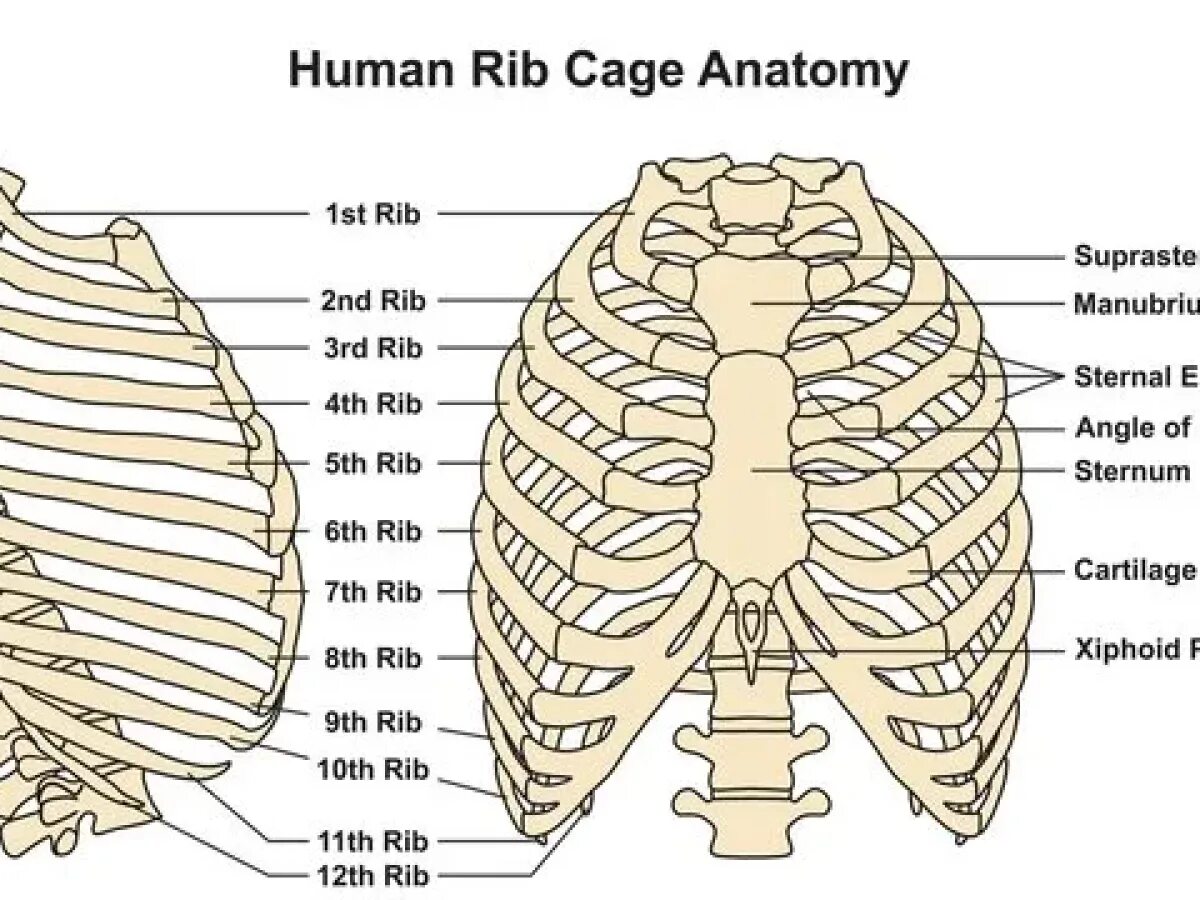 Уровень 12 ребра. Ребра анатомия. крупная грудная клетка. rib cage. rib cage yba.