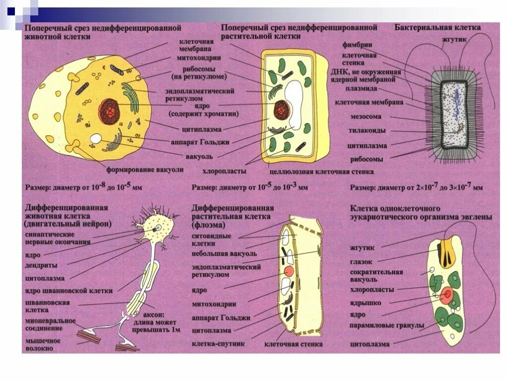 Строение клетки органоиды клетки. Строение органоидов человека. Размеры органоидов клетки. Клетка строение и функции клеточных органелл. Размер органоидов клетки