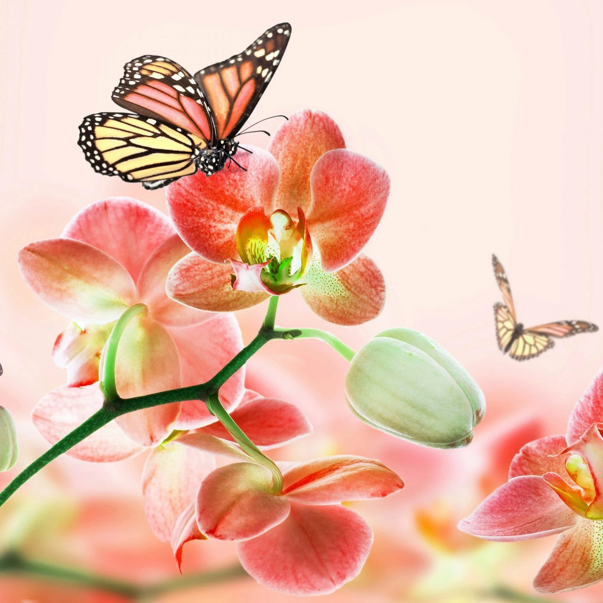 Красивая картинка с пожеланием рождения. С днём рождения женщине красивые поздравления. Красивые цветы и бабочки. Красивые картинки бабочек и цветов. Фотообои бабочки.