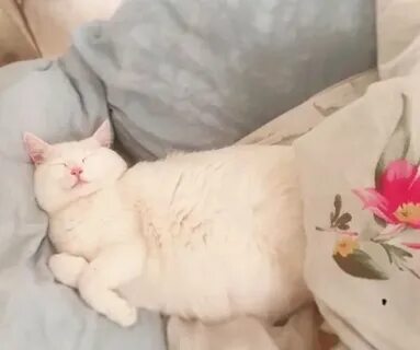 Храпят ли кошки во сне