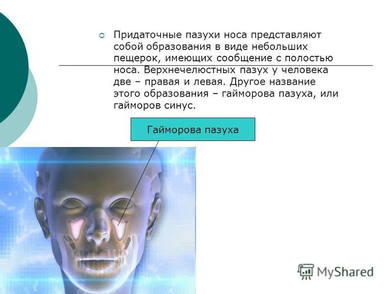 Функции носовых пазух. Функции пазух носа. Методы исследования носа и придаточных пазух. Функции носовых пазух. Придаточные (околоносовые) пазухи носа.