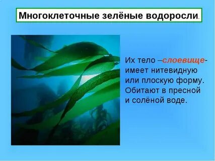 Что такое водоросли и где они обитают