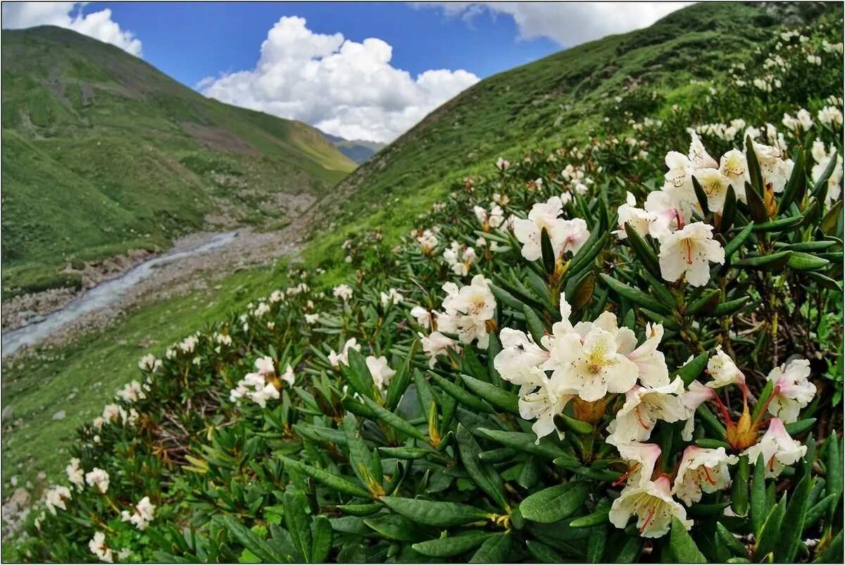 Растительный северного кавказа. Рододендрон кавказский заповедник. Рододендрон кавказский высокогорный. Рододендрон Эльбрус. Рододендрон в Северной Осетии.