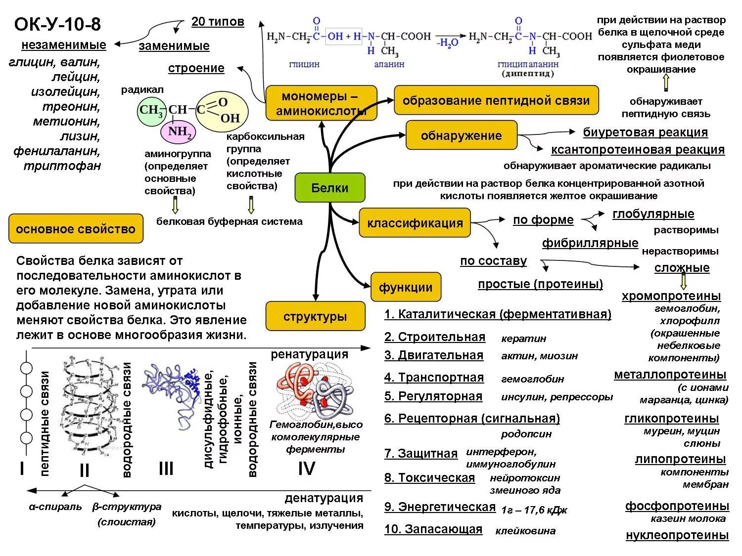 Молекула органического вещества эукариотической клетки. Белки опорный конспект по биологии. Конспект по биологии 10 класс биологические функции белков. Схема белки биология ЕГЭ. Белки химия 10 класс конспект.