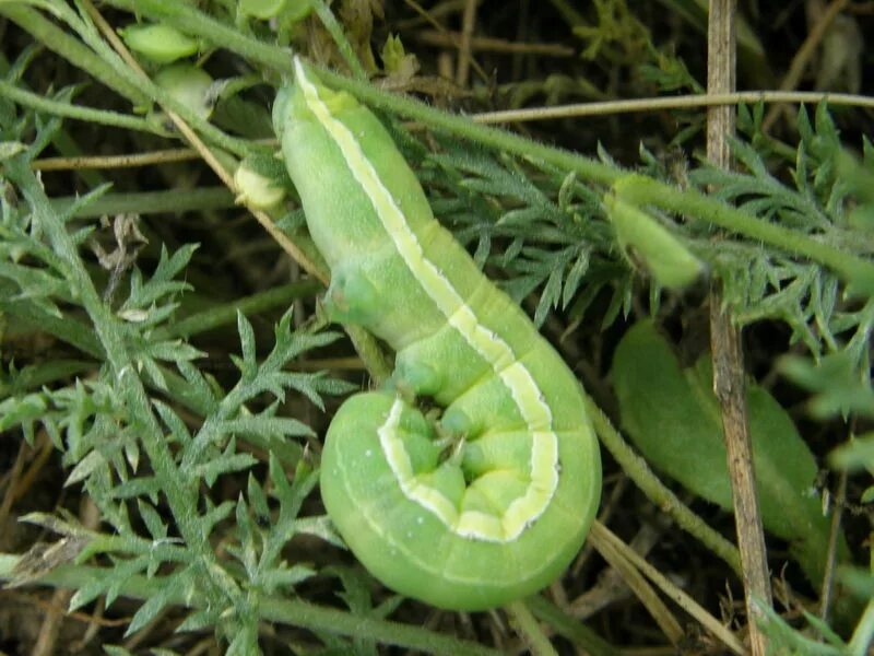 гусеница листовертка рисунок. обучающие карточки. мультяшные гусеницы. насекомые для дошкольников. златогузка гусеница.