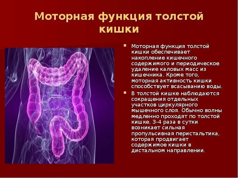 Ткани толстой кишки. Всасывательная функция Толстого кишечника. Моторная функция кишечника обеспечивает. Всасывание и моторная функция кишечника. Толстый кишечник функции.