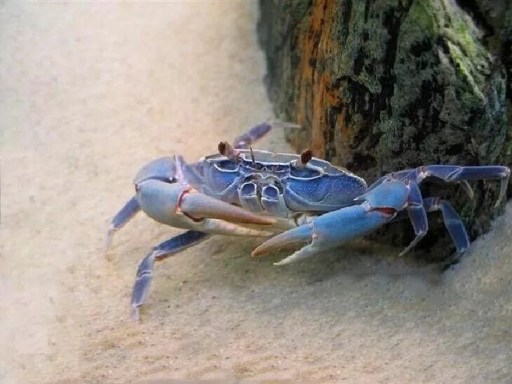 Карликовый краб аквариумный. Пресноводный краб для аквариума. Краб мангровый аквариумный. Краб карликовый пресноводный. Аквариумные крабы пресноводные.