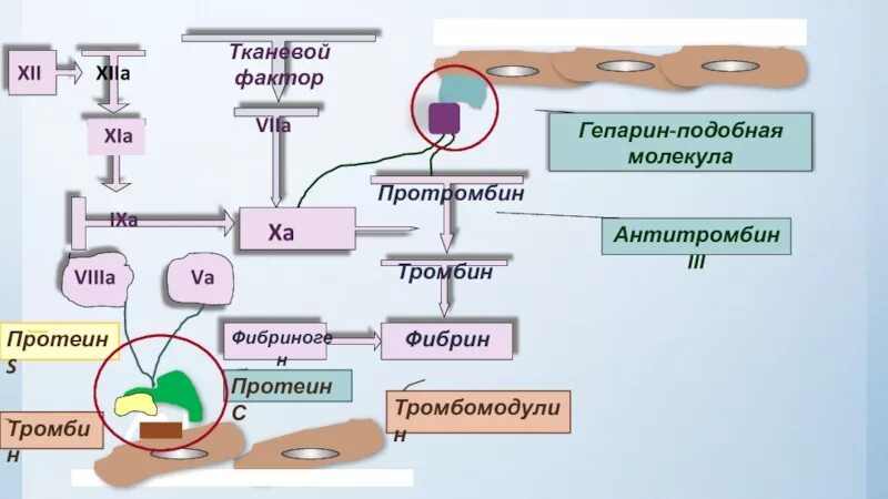 Протромбин функция белка. Протромбин в тромбин. фибрин и тромбин. протромбин тромбин фибриноген фибрин. протромбин превращается в тромбин.