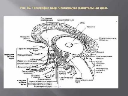Гипоталамус топография