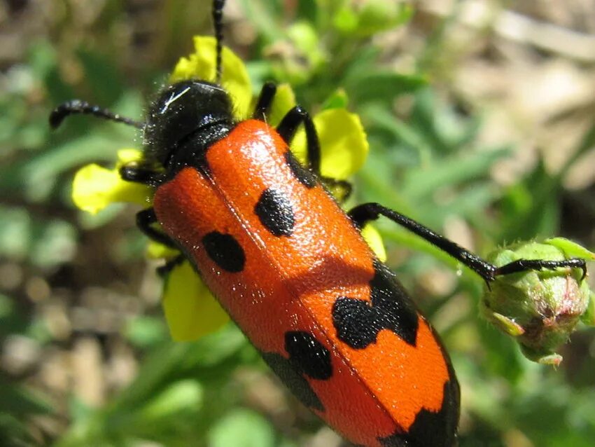 Зеленый жук поедает лилии. Читать красный жук 2. Трескунчик жук. Жук красный адмирал. Красный жучок.