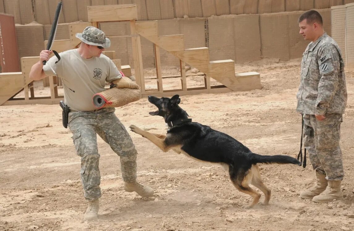 Подготовка к нападению. Тренировка собак. Подготовка служебных собак. Американские служебные собаки. Дрессировка служебных собак.