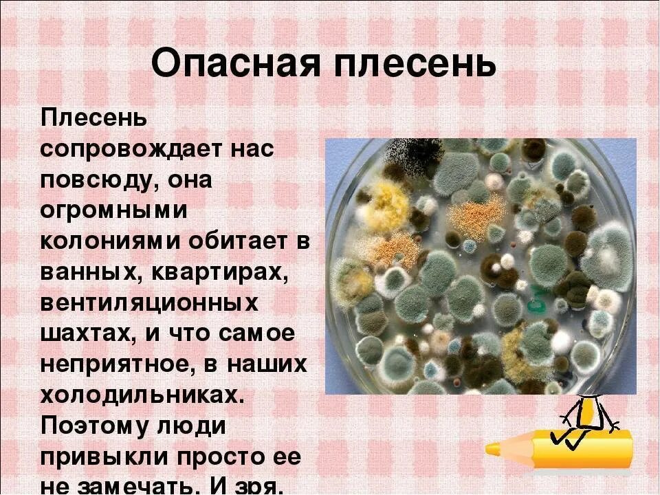 Какой вред наносят плесневые. Плесень презентация. Самая опасная плесень. Презентация на тему плесень. Проект на тему плесень.