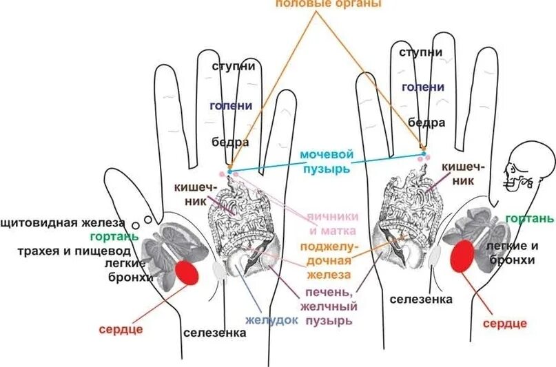 Места пальчика. Проекция органов на пальцах рук. Точки органов на ладони. Проекция точек на ладони. Точки на руках отвечающие за органы.