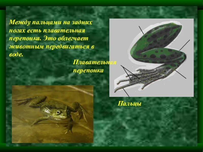 Плавательные перепонки у земноводных. Плавательные перепонки. перепонки между пальцами у земноводных. перепонки у лягушки.
