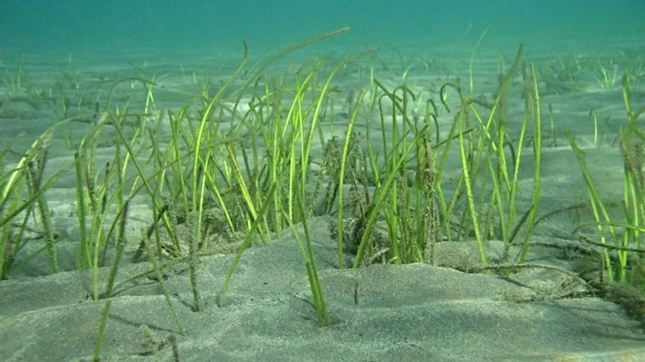 1 где обитают водоросли. Посидония океаническая. посейдония океаническая. посейдония водоросли. морская трава посидония океанская.