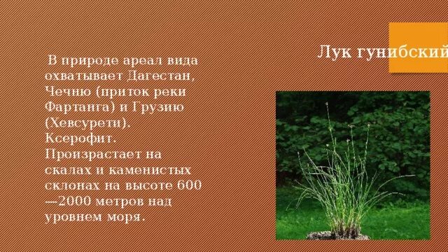 Какие растения внесены в красную книгу дагестана. Красная книга дагестана растения. растения дагестана занесенные в красную. растения занесенные в красную книгу дагестана. красная книга дагестана растения и животные.