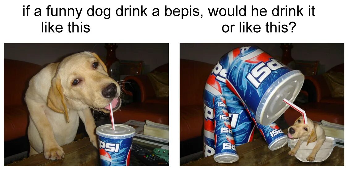 I like this drink. Собака с пепси. Собака пьет пепси. Bepis Мем. Пес пьет из трубочки.