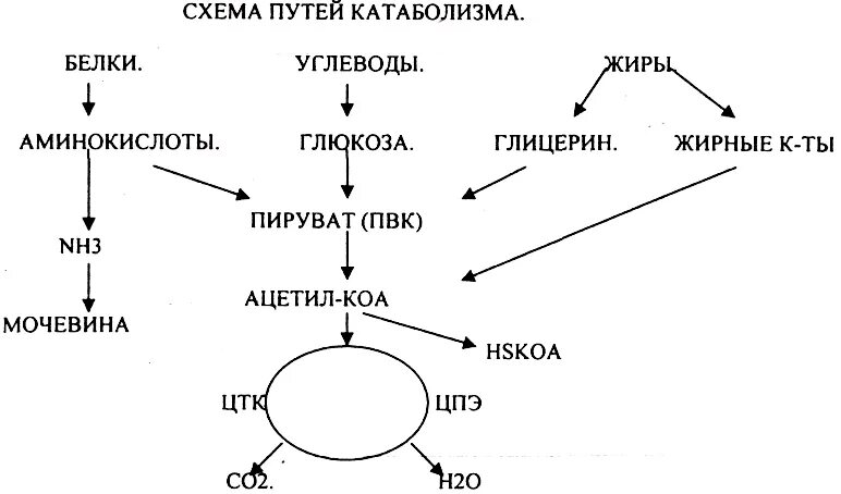 Обмен жиров белков углеводов воды. Общая схема катаболизма белков жиров углеводов. Общий путь катаболизма схема. Схема катаболизма биохимия. Общая схема катаболизма биохимия.