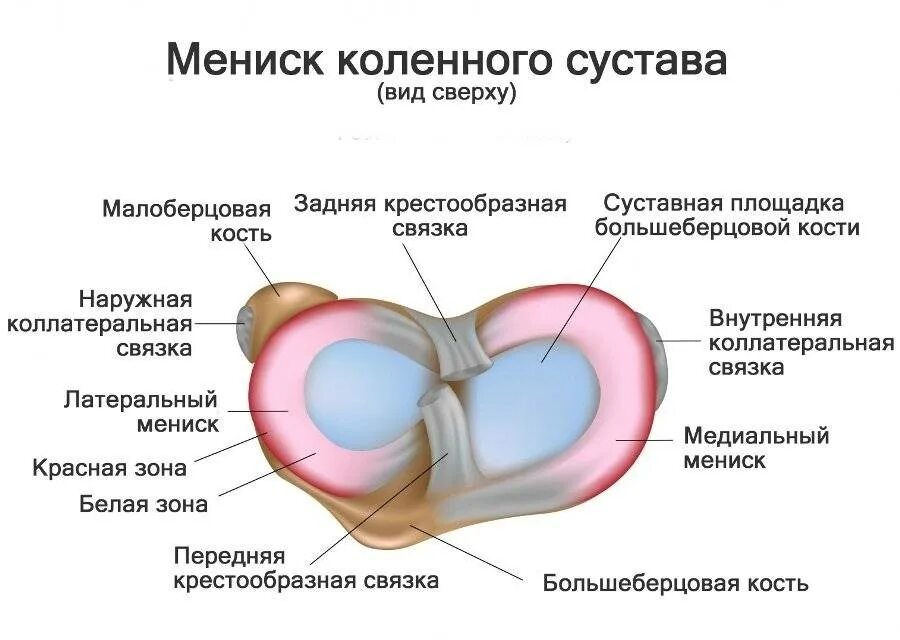 Строение мениска коленного сустава анатомия. Анатомия латерального мениска коленного сустава. Латеральный мениск коленного сустава функции. Латеральный и медиальный мениск коленного сустава. Поврежденный мениск коленного сустава