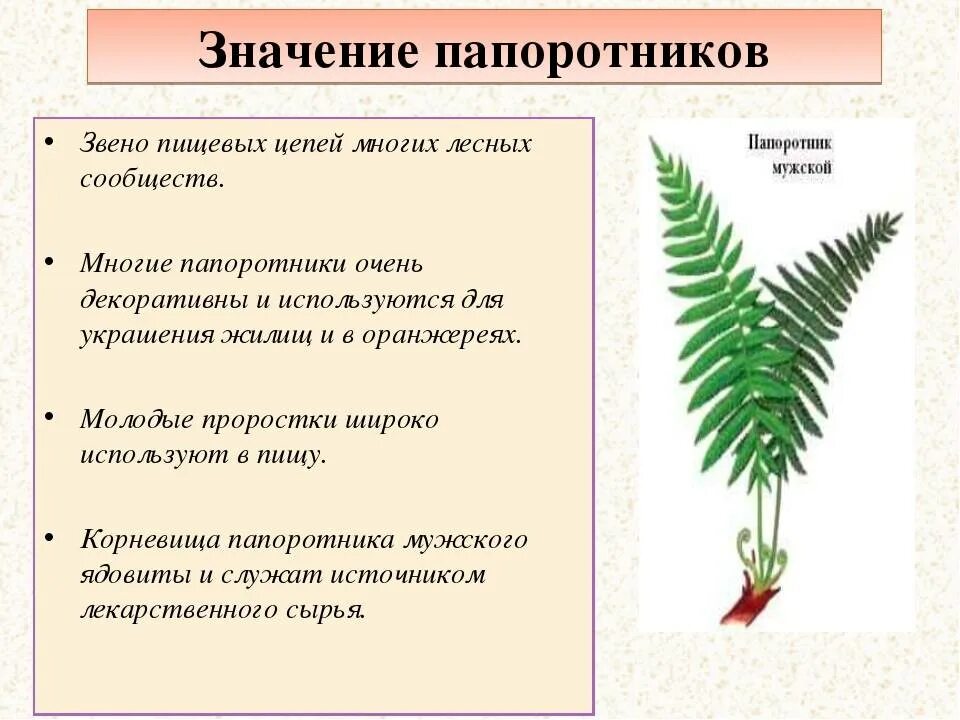 Пример 1 папоротниковидные. Папоротники характеристика биология. Строение папоротниковидных растений. Схема многообразие папоротникообразных. Значение папоротников 5 класс биология.