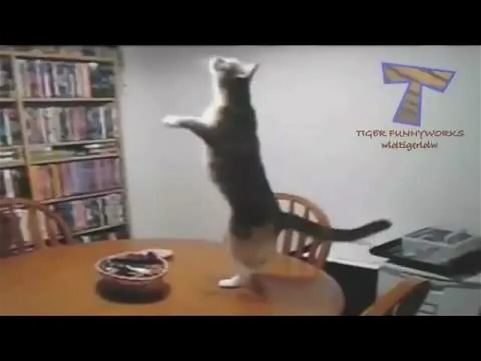 Танцующий кот видео