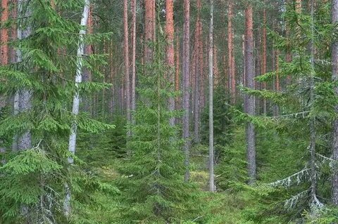 Ближайший хвойный лес