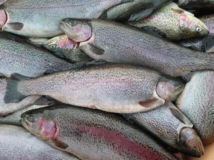 Производитель форели карелия