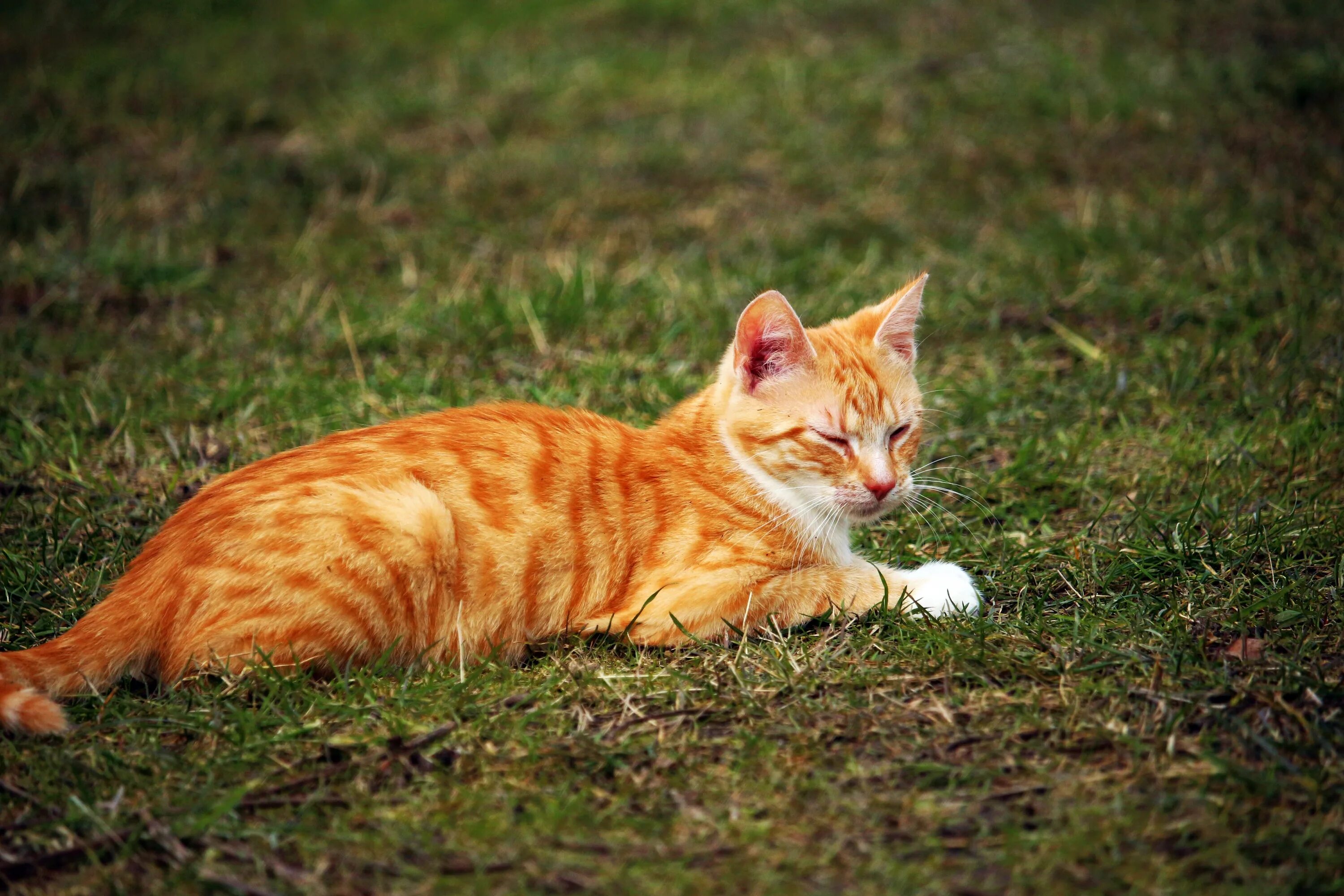 4 red cat. Макрелевый табби рыжий. Рыжий пятнистый табби. Европейская короткошерстная табби рыжий. Тигровый макрелевый табби рыжий.