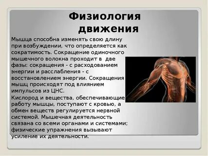 Сжимающие мышцы