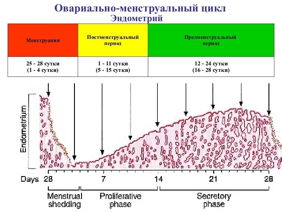 Какой эндометрий при месячных. Менструально овариальный цикл схема. Фазы овариально менструационного цикла. Фазы менструального цикла схема. Эндометрий менструационного цикла.