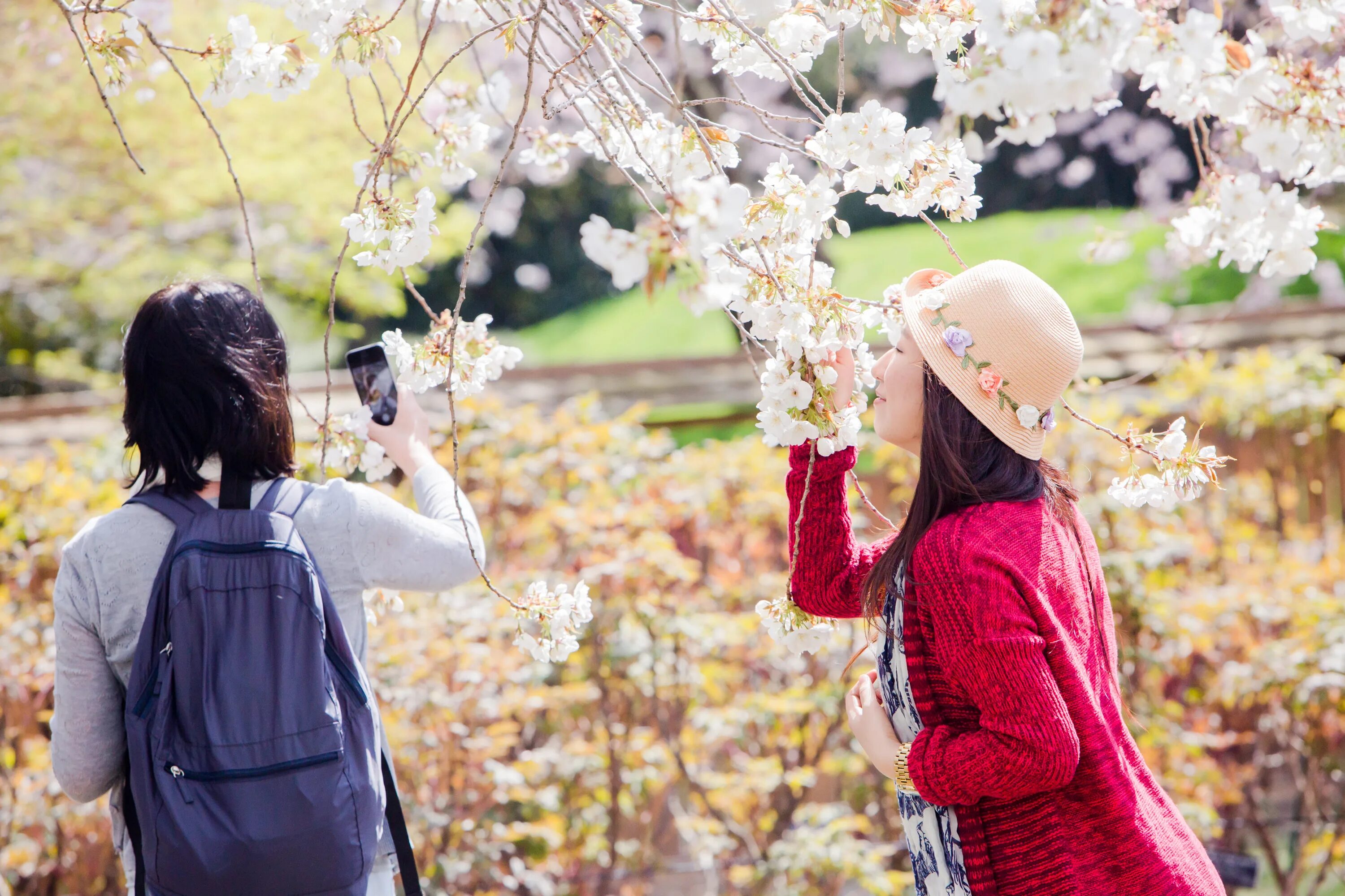 Сакура. Meet you at the blossom новелла. Поместье тосака. Ты и я / kimi to boku. Meet you at the blossom новелла.