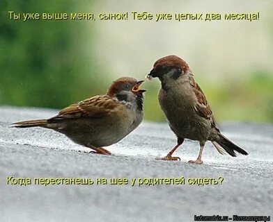 Пой не стыдись