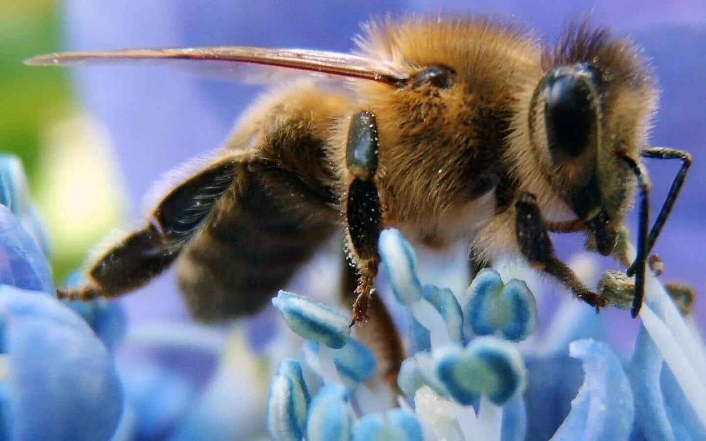 Пчелы и другие насекомые. Пчелы медоносные насекомые. Медоносная пчела. Пчеловодство. Пчела обыкновенная. Западная медоносная пчела.
